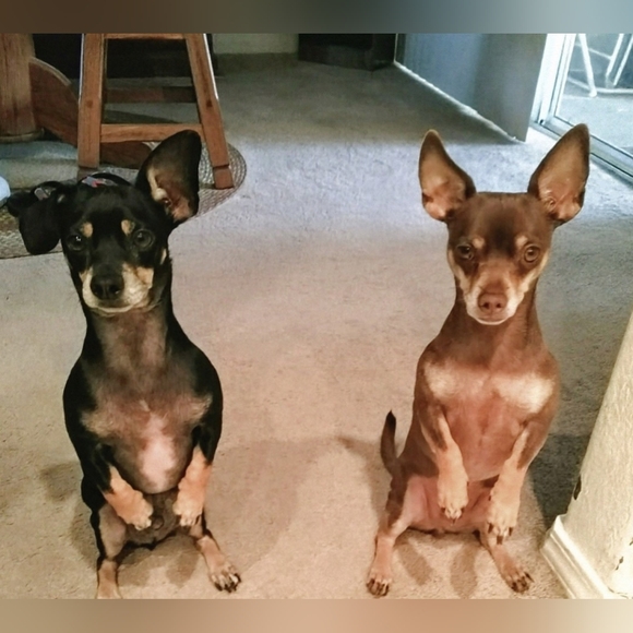 Meet your Posher, Judy - Picture 6 of 15